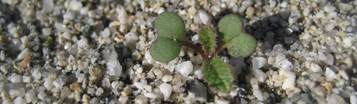 Seedling of Sahara mustard, <i>Brassica tournefortii</i>, showing cotyledons and first true leaves.