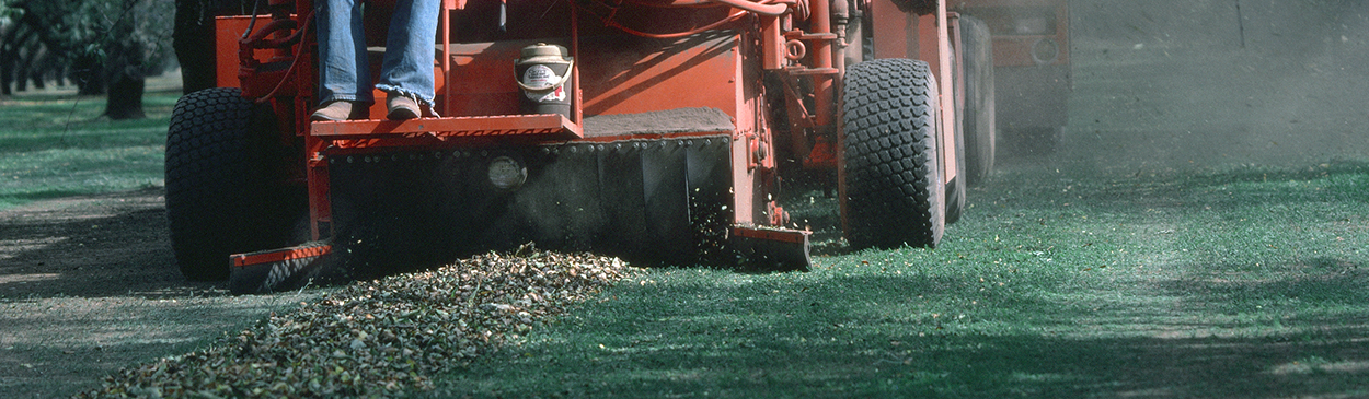 Harvest of almond