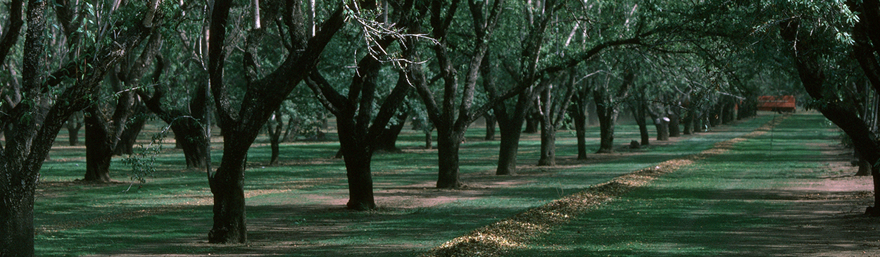 Harvesting practices showing almonds on the ground.