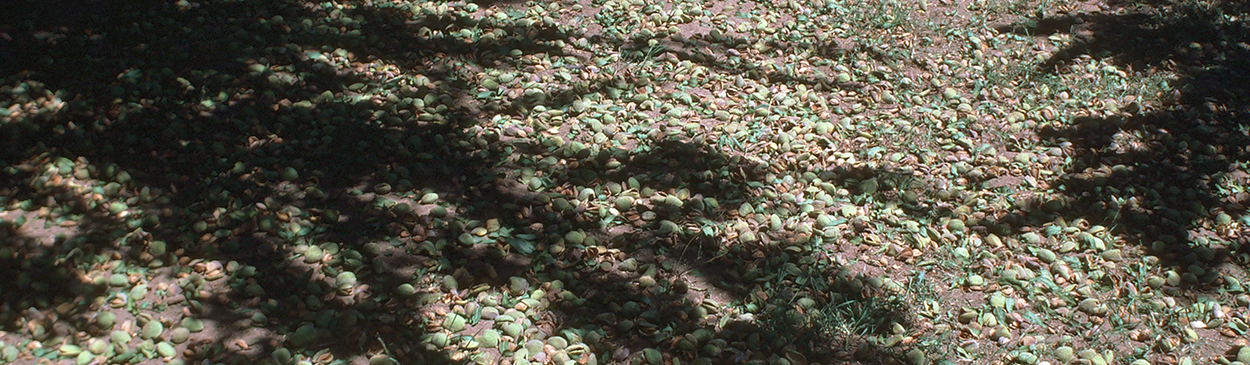 Harvesting practices showing almonds on the ground.