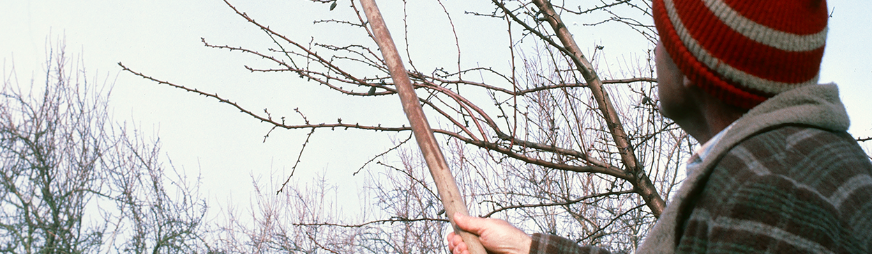 Using a pole to knock down mummies (old, unharvested nuts) so they can be destroyed to reduce the overwintering population of navel orangeworm, <i>Amyelois transitella</i>.