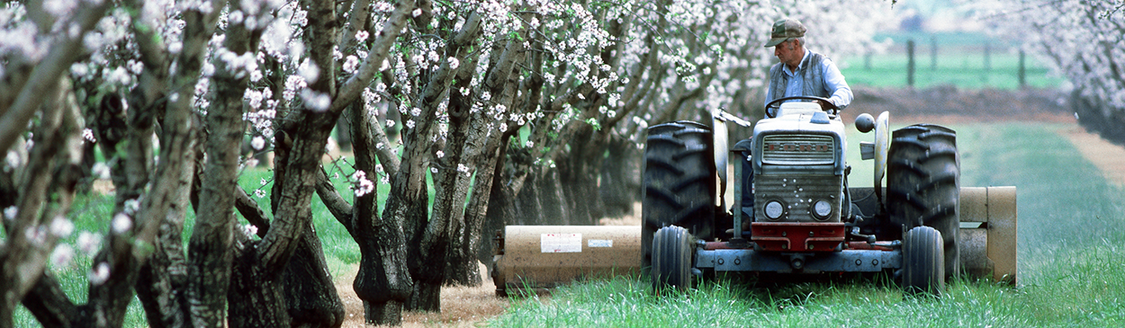 Weed control in almond