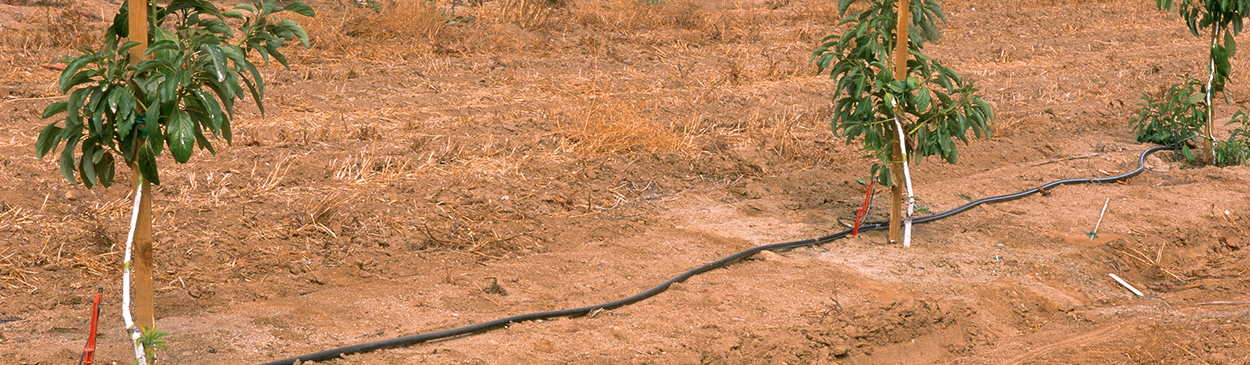 Young avocado trees in drip-irrigated rows.