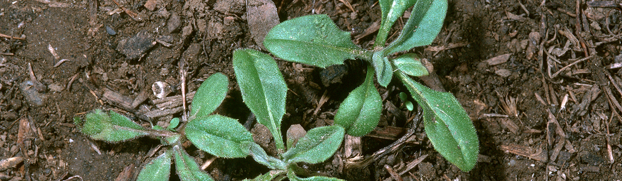 Seedling of yellow starthistle