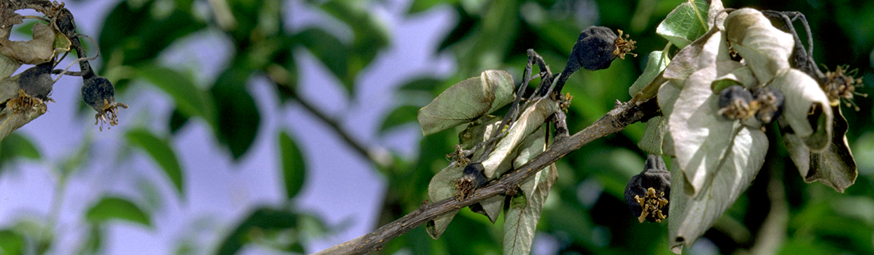 Blossom damaged by fire blight.