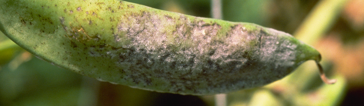 Brownish spots on pea pod from powdery mildew infection.