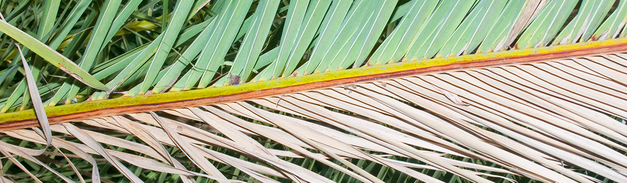 Symptoms of Fusarium wilt caused by Fusarium oxysporum f.sp. canariensis,  affect the leaflets or pinnae on only one side of the leaf. Pinnae on  one side are green while those on the other side are brown.