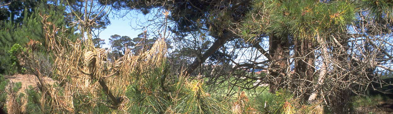 Pitch canker infections have caused the needles on these branch tips to wilt and turn brown.