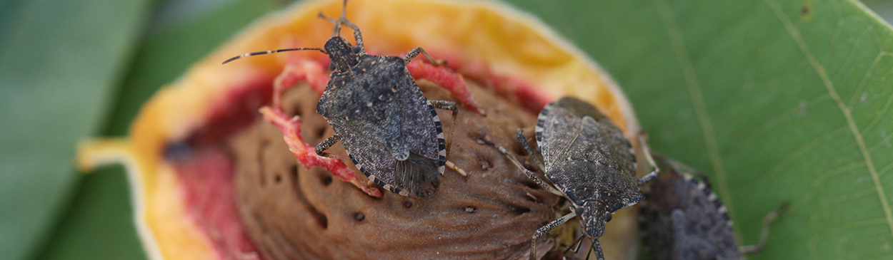 Adult brown marmorated stink bugs feeding on a peach.