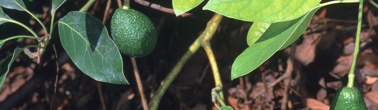 Avocado leaves chlorotic from deficiency of nitrogen and possibly iron and zinc.