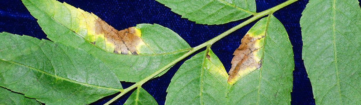 Necrotic lesions on walnut leaves caused by the anthracnose fungus, <i>Marssonina</i> spp.