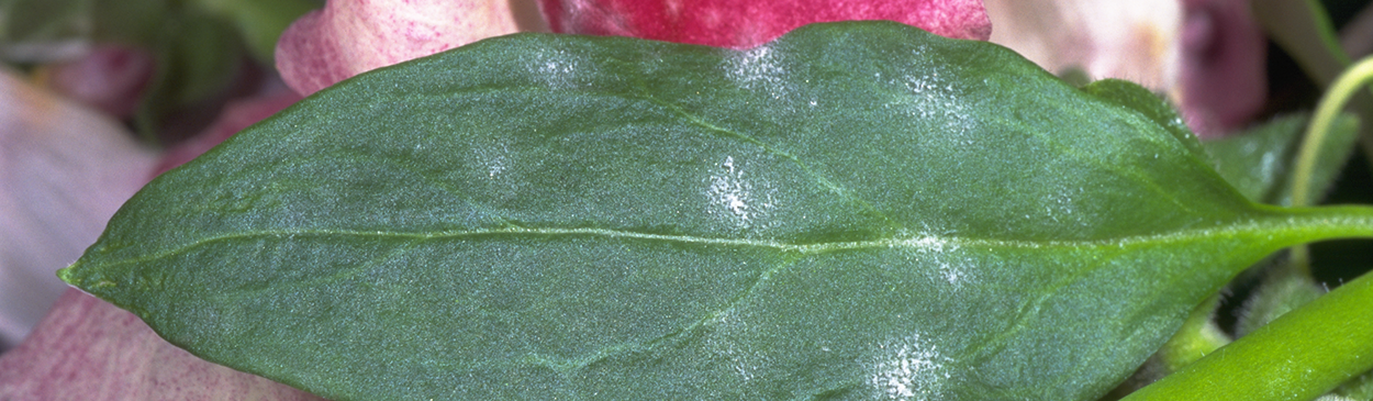 Petals and leaf infected with powdery mildew.