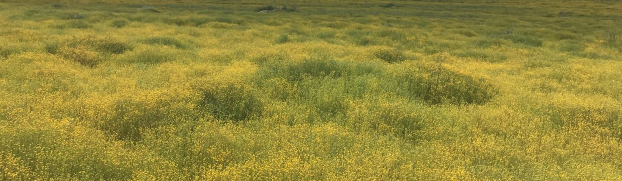 Infestation of stinknet, <i>Oncosiphon pilulifer</i>, in bloom covering hundreds of acres.