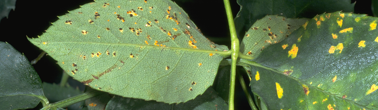 Pustules of rose rust appear as reddish brown spots on the lower leaf surface (left and bottom) and as yellow patches on the upper leaf surface (right).