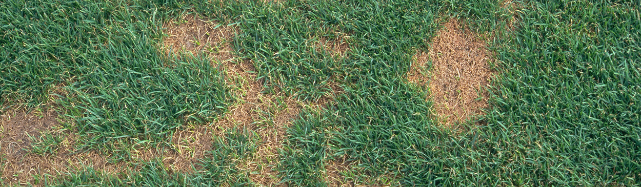 Pythium blight (grease spot), caused by Pythium sp., on a ryegrass and bluegrass lawn.