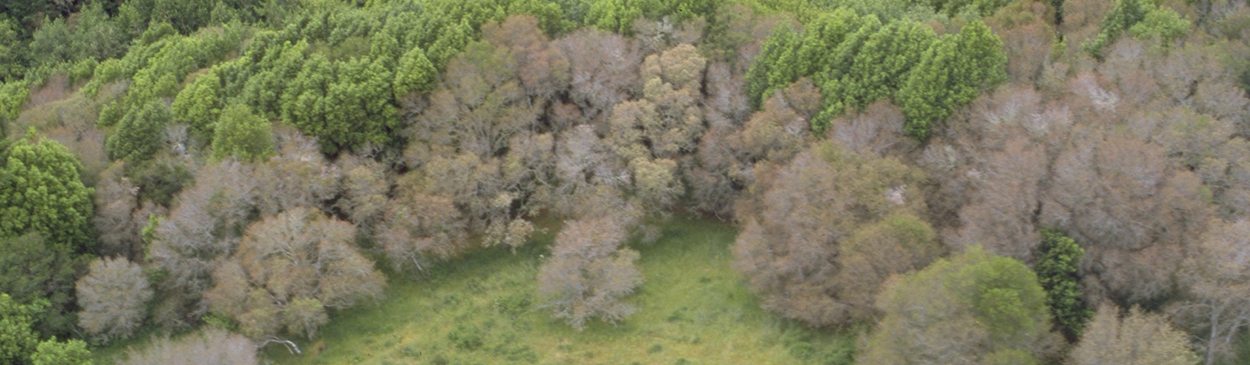 More than one dozen coast live oak in a group killed by Phytophthora ramorum.