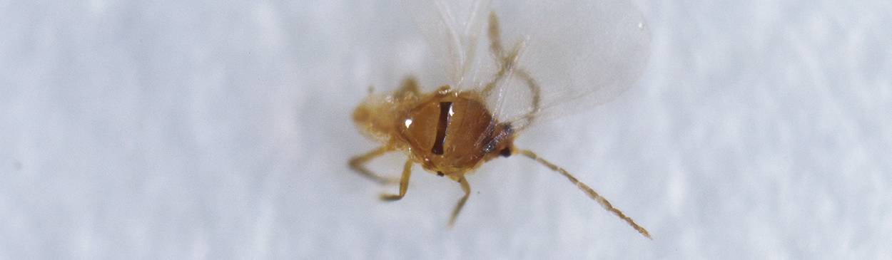 Male San Jose scale, <I>Quadraspidiotus perniciosus,</I> caught in a pheromone trap.