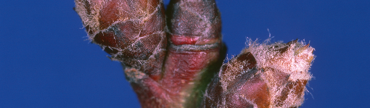 Dormant bud of reproductive growth of almond.