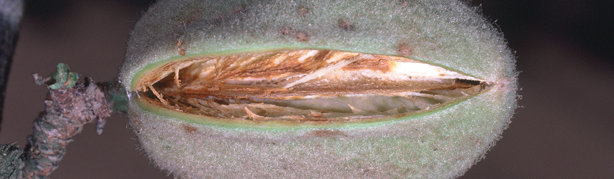 Almond hull split, less than 3/8 inch (1 cm).