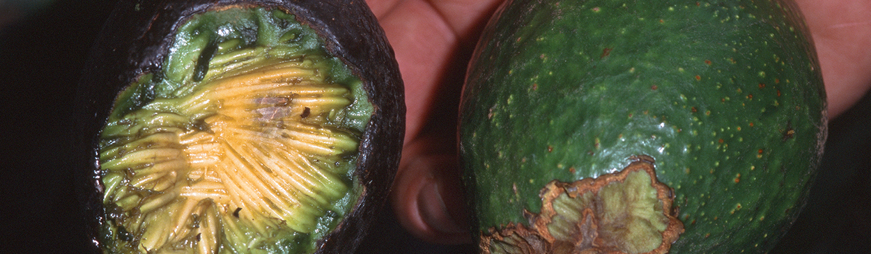 Deep chewing on a ripe, fallen avocado fruit (left) and shallow chewing on a green fruit picked from a tree (right), examples of damage by roof rat, <I>Rattus rattus.</I>