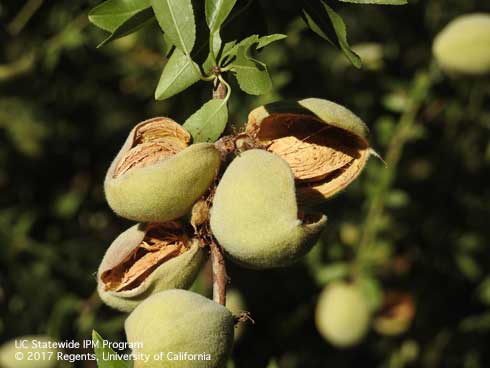 2016 California Specialty Crops Tour, hull split of almond, advanced stage.; Visalia, CA, Tulare County