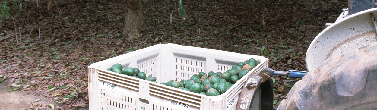 Partially full bin of harvested avocado fruit.