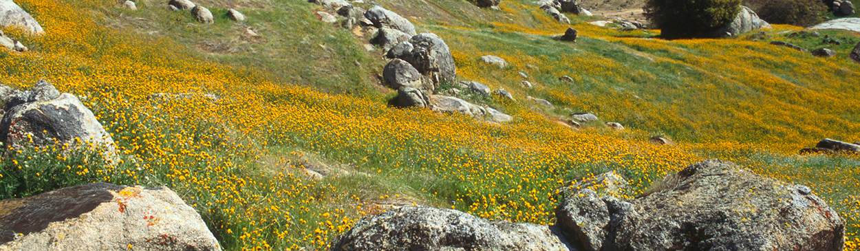 A citrus orchard, wildlands with blossoming California poppies, and the snow-capped Sierra Nevada viewed from a hilltop.