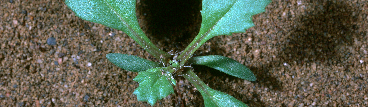 Seedling of groundsel, common groundsel