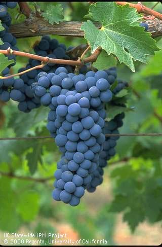 Ripe cluster of red grapes