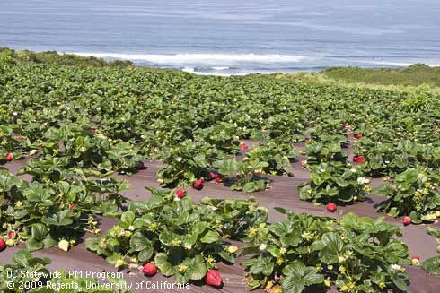 Strawberry plants with ripe fruit on brown plastic mulch. Pacific Ocean in the background.