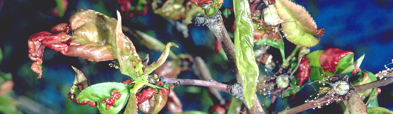 Peach leaves deformed by peach leaf curl.