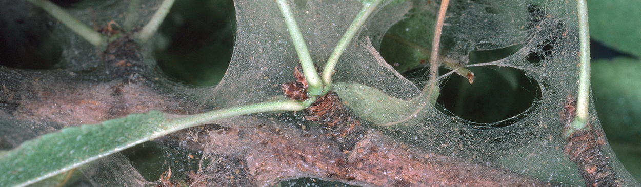 Crop damaged by two-spotted spider mites.