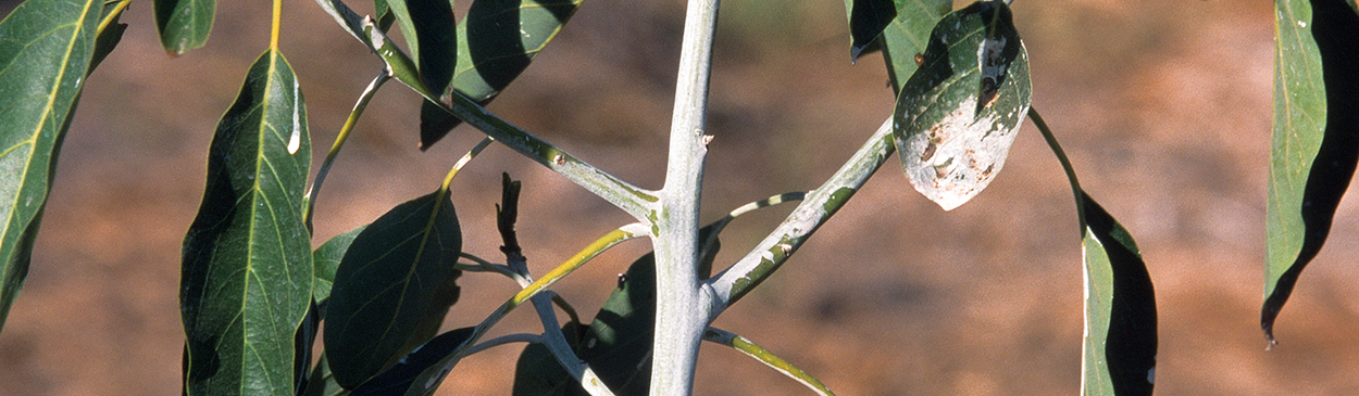 Avocado seedling painted with diluted white latex paint to prevent sunburn and sunscald.