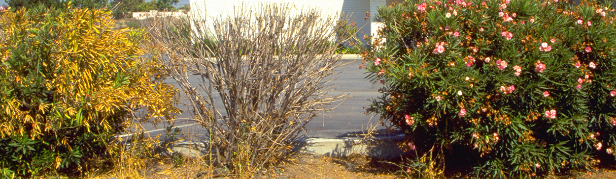 A dying oleander (left) and dead oleander (center) infected with oleander scorch vectored by leafhoppers.